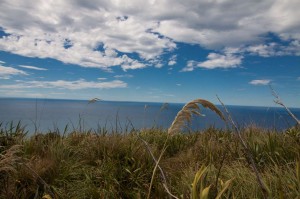 otago_peninsula (29 of 39)