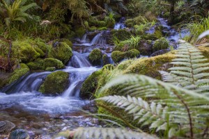 hollyford_trek-29-of-34.jpg